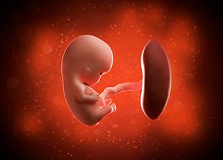 9-week-baby-embryo