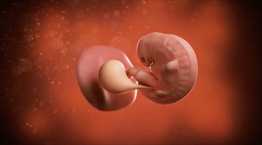 Unborn baby at 6 weeks