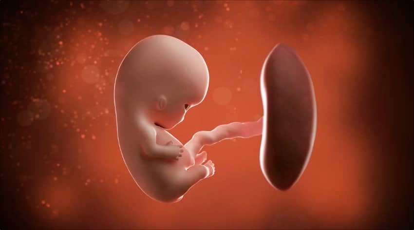 9-week-baby-embryo