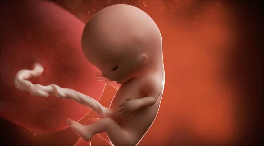 Unborn baby at 11 weeks