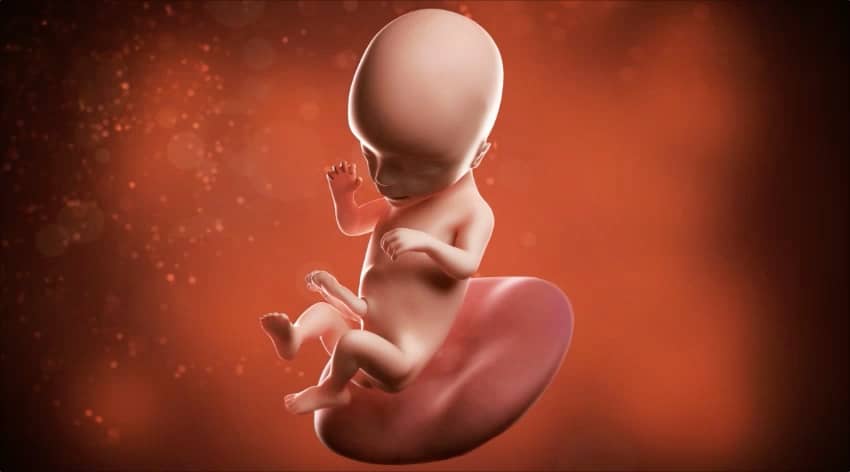 16-week-baby-development-foetus