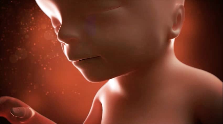 17-week-baby-development-foetus