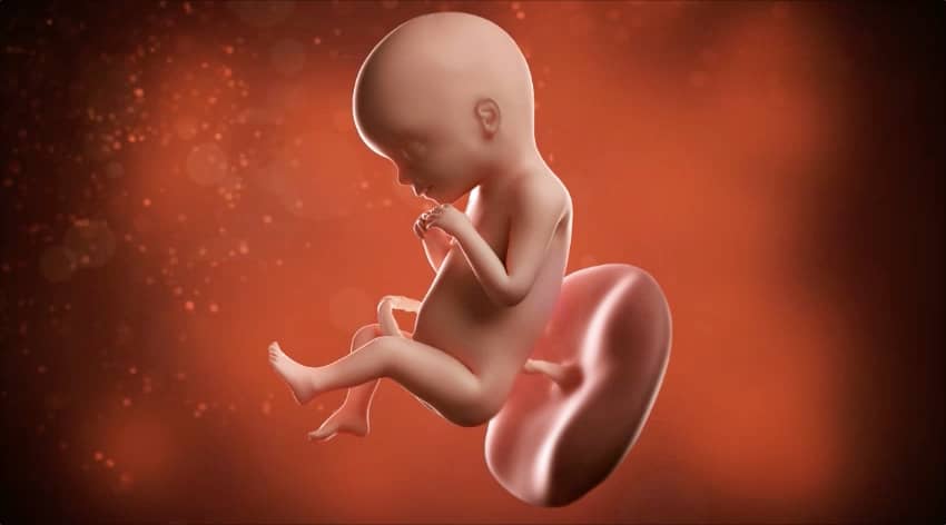 Unborn baby at 20 weeks