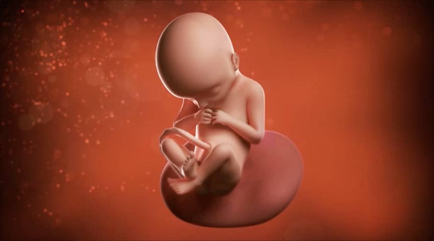 22-week-baby-development-foetus