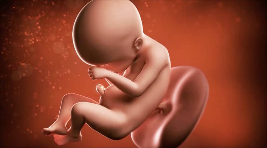 Unborn baby at 24 weeks
