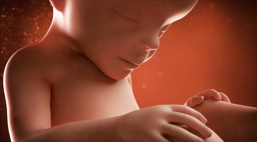 27-week-baby-development-foetus