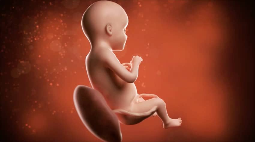 28-week-baby-development-foetus