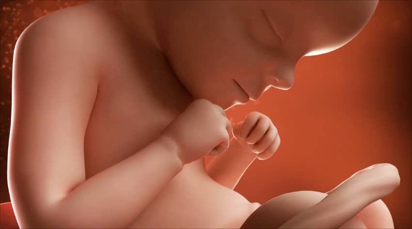 29-week-baby-development-foetus