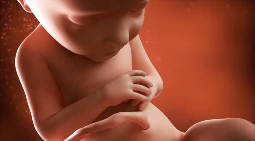 32-week-baby-development-foetus