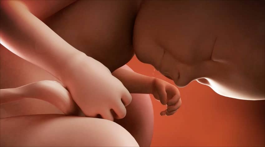 Unborn baby at 33 weeks