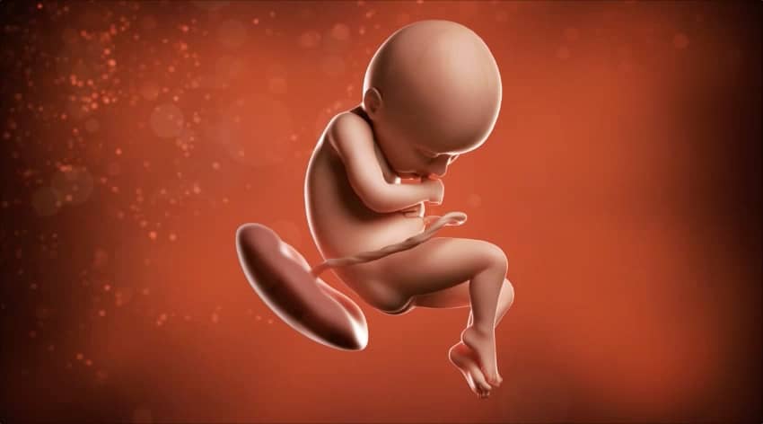 36 weeks developing foetus