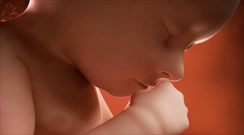 37 weeks developing foetus