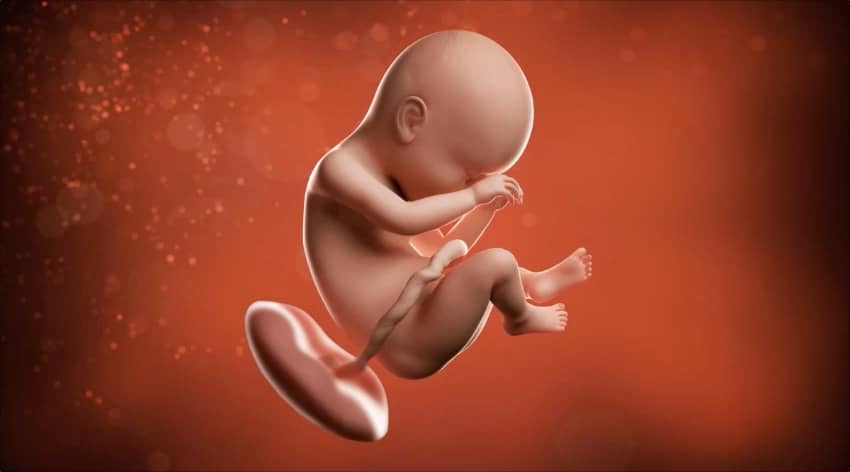 38 weeks developing foetus