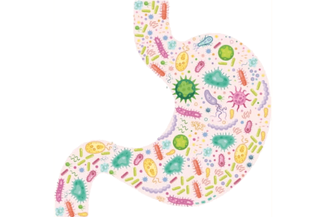 Illustration of a stomach filled with colourful microbes representing the gut microbiome